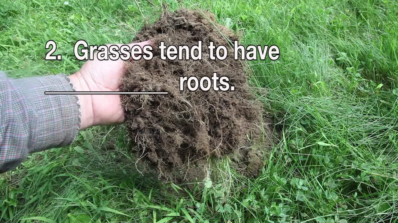 Plant Structures Quiz (Plant Structures) Science